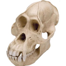 Crâne de chimpanzé femelle 3B VP760