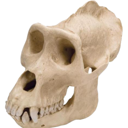 Crâne de gorille mâle 3B VP762