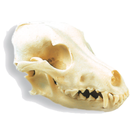 Crâne de chien 3B W19010