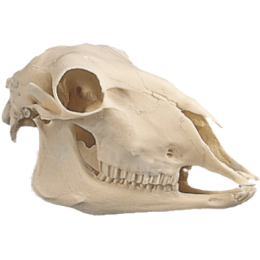 Crâne de mouton 3B W19011