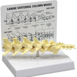 Modèle de colonne vertébrale canine 3B W33353