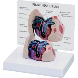 Modèle de cœur et poumons félins 3B W33375