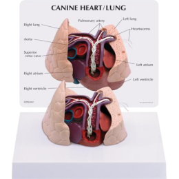 Modèle de cœur et poumons canins avec dirofilariose 3B W33376
