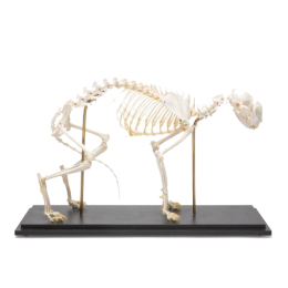 Squelette de chat en os naturels préparés 3B T300281