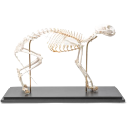 Squelette de chat articulé en os naturels préparés 3B T300391