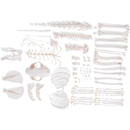 Squelette de chat non assemblé en os naturels préparés 3B T30028U