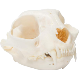 Crâne de chat en os naturels préparés 3B T300201