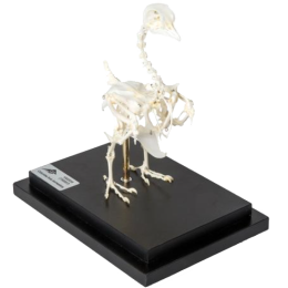 Squelette de pigeon en os naturels préparés 3B T300071