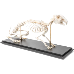 Squelette de lapin en os naturels préparés 3B T300081