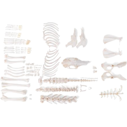 Squelette de lapin non assemblé en os naturels préparés 3B T30008U