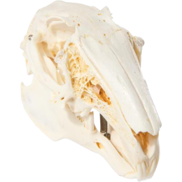 Crâne de lapin en os naturels préparés 3B T300191
