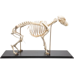 Squelette de chien en os naturels préparés 3B