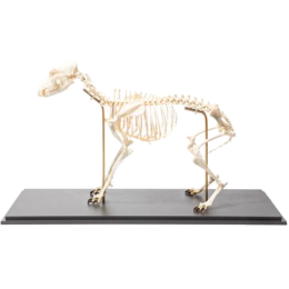 Squelette de chien articulé en os naturels préparés 3B