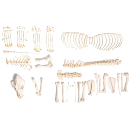 Squelette de chien non assemblé en os naturels préparés 3B