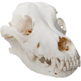 Crâne de chien en os naturels préparés 3B