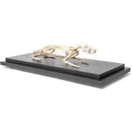 Squelette de rat en os naturels préparés 3B