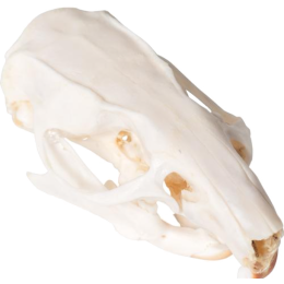 Crâne de rat en os naturels préparés 3B T300271
