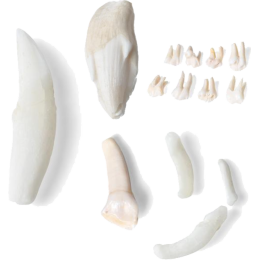 Dents de mammifères 3B T300291