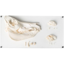 Ensemble de dents de mammifères avec crânes 3B T300292 DELUXE