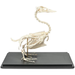 Squelette de canard en os naturels préparés 3B T300351